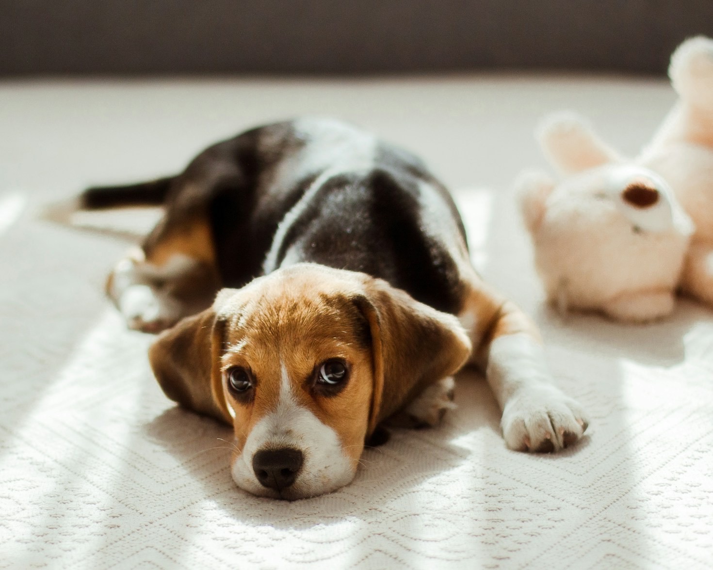 Herausforderungen mit einem Beagle-Welpen meistern