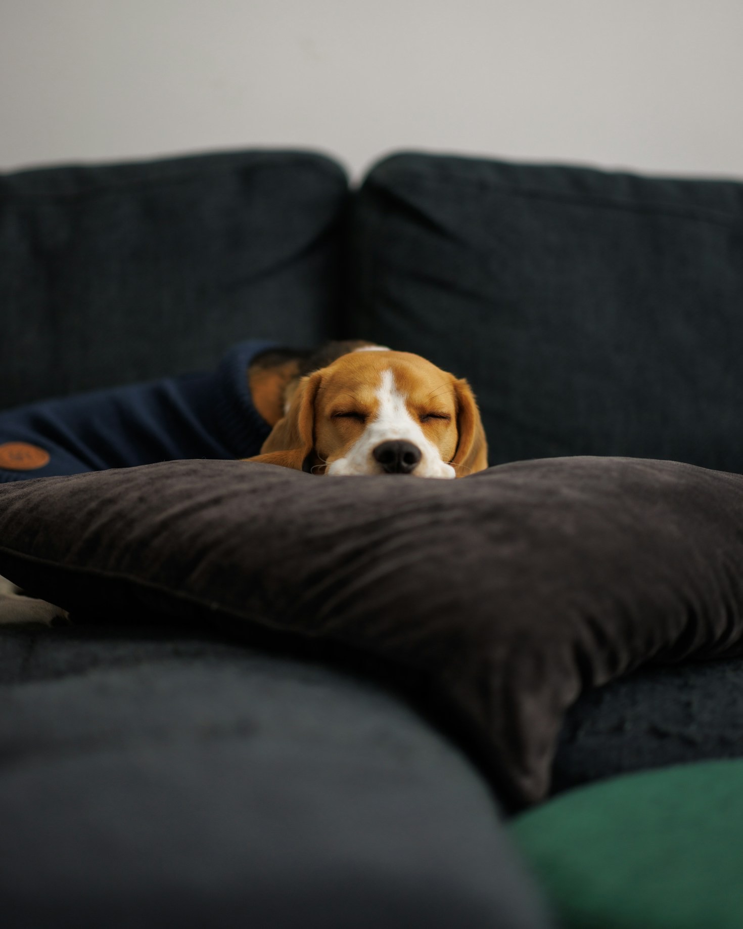 Tipps für das Leben mit einem jungen Beagle